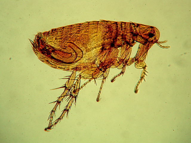 Xenopsylla cheopis (male)