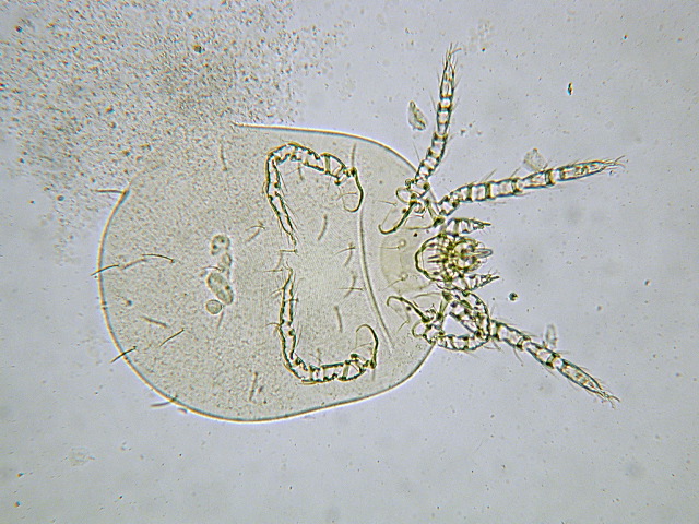Eutrombicula alfreddugesi (larva)