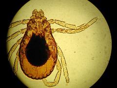 Rhipicephalis (brown tick)