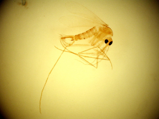 Phlebotomus papatassi