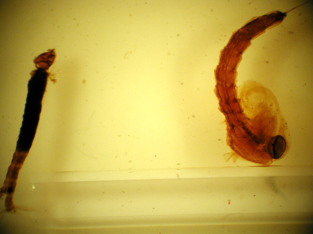 Anopheles larva & pupa