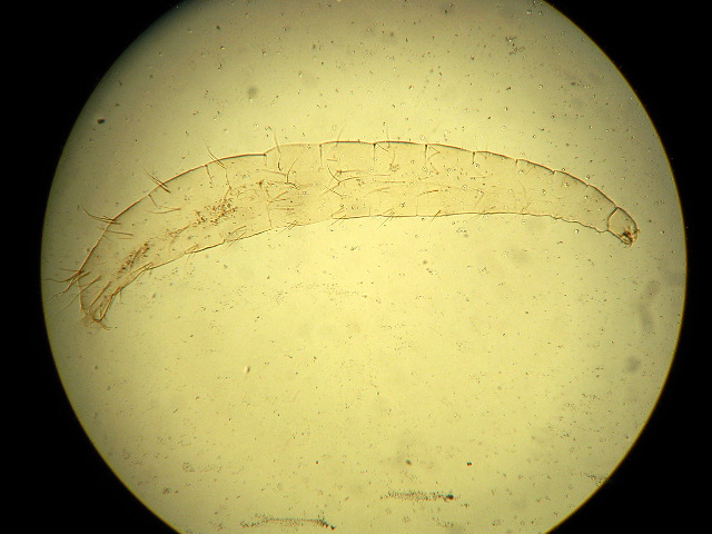 Ctenocephalides canis (larva)