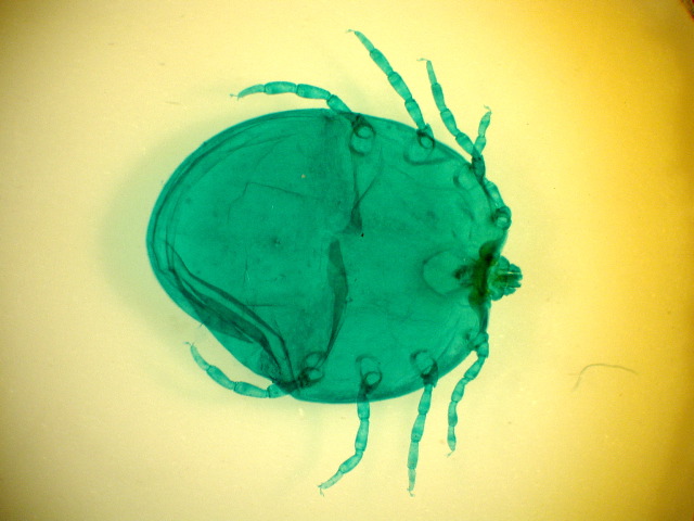 Boophilus spp.