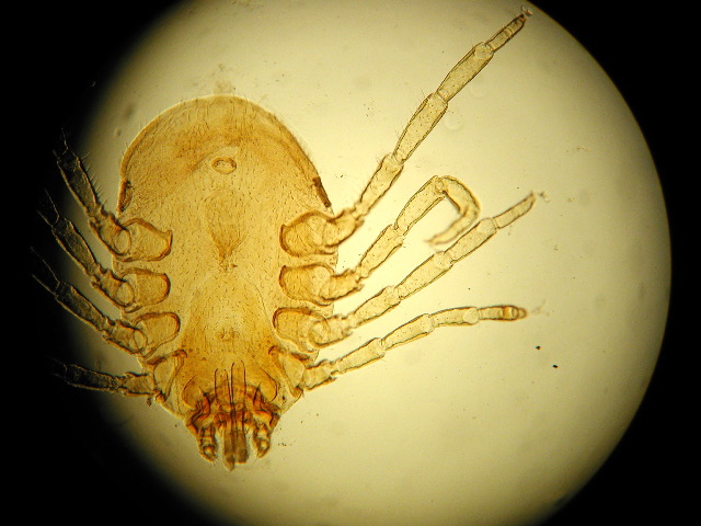 Boophilus annulatus
