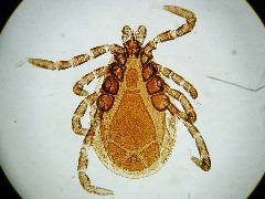 Amblyomma spp.