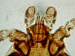 Amblyomma spp.