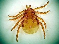 Dermacentor andersoni female