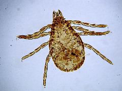 Dermacentor andersoni (nymph)