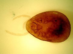 Argas persicus (fowl tick)