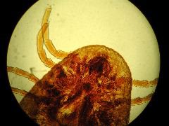 Argas persicus (ventral)