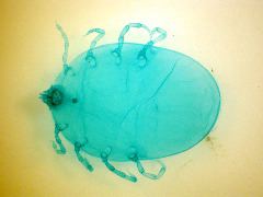 Ixodes ricinus