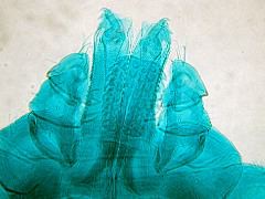 Ixodes ricinus mouthparts