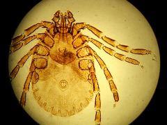 Haemaphysalis longicornis adult
