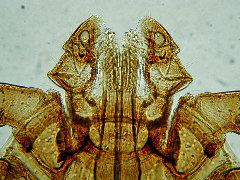 Haemaphysalis longicornis mouthparts