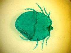 Boophilus spp.