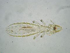 Columbicola columbae