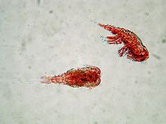 Copepods
