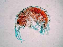 Gammarus spp.