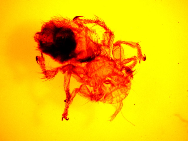 Melophagus ovinus (sheep ked)