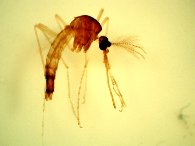 Aedes