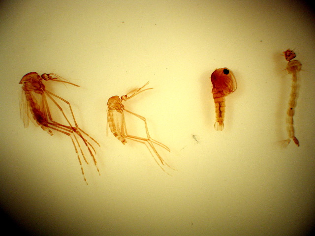 mosquito life cycle