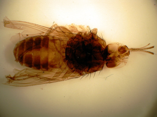 Glossina spp.