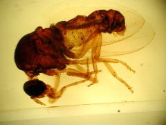Simulium (black fly)