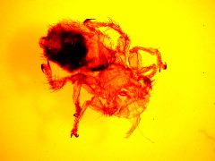 Melophagus ovinus (sheep ked)