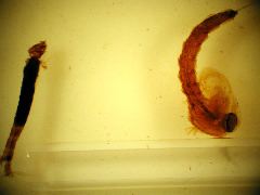 Anopheles larva & pupa