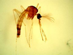Aedes