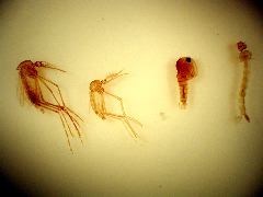 mosquito life cycle
