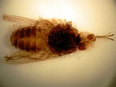Glossina spp.