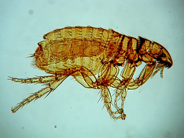 Ctenocephalides felis (adult)