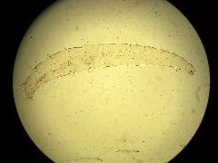 Ctenocephalides canis (larva)