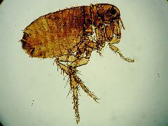 Pulex irritans